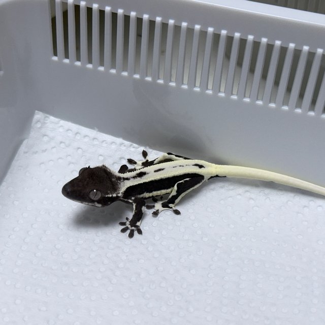 Lilly Axanthic