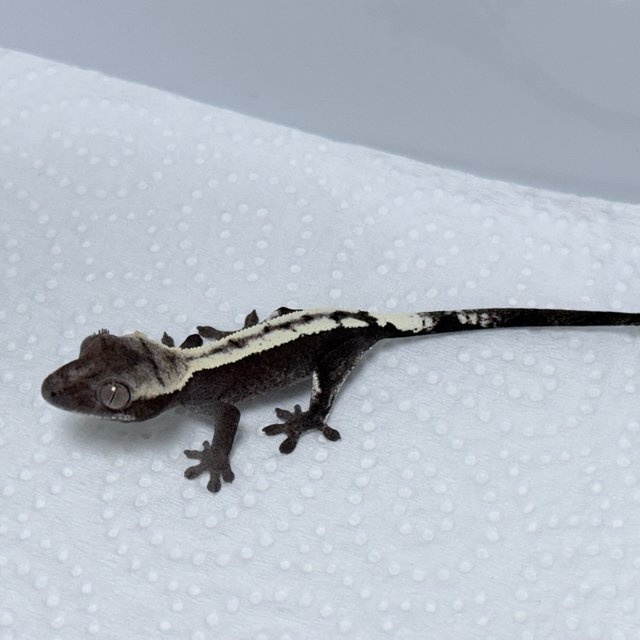 Axanthic Sable