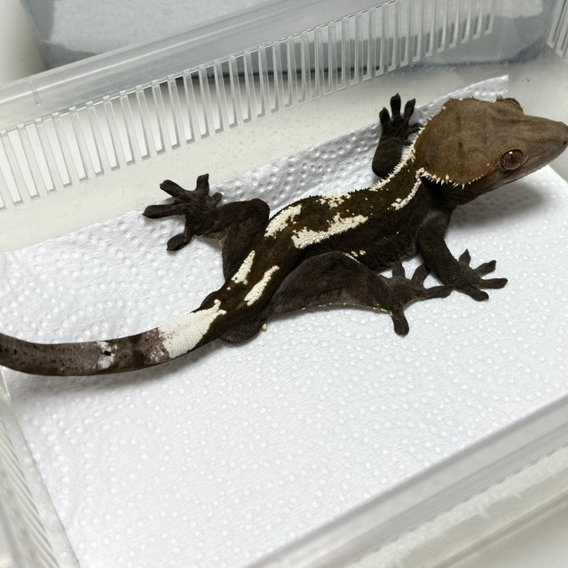Sable 100% Het Axanthic
