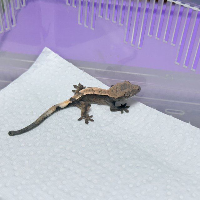 세이블 100%헷아잔틱