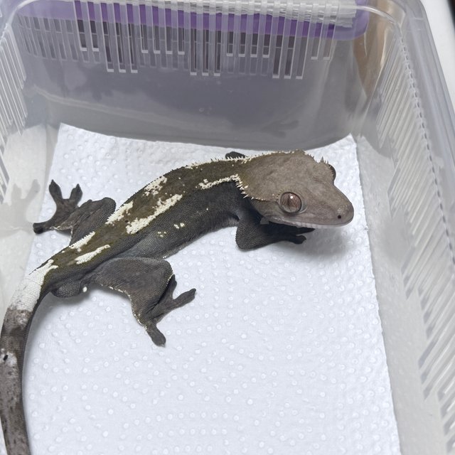 100% Het Axanthic Sable