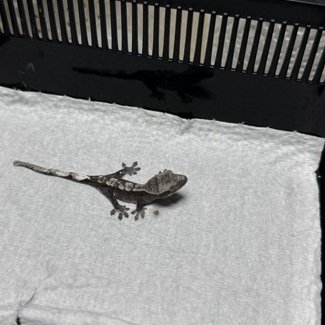 아잔틱