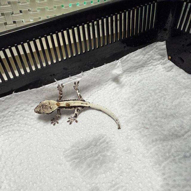 세이블 릴잔틱 릴리 세이블 아잔틱