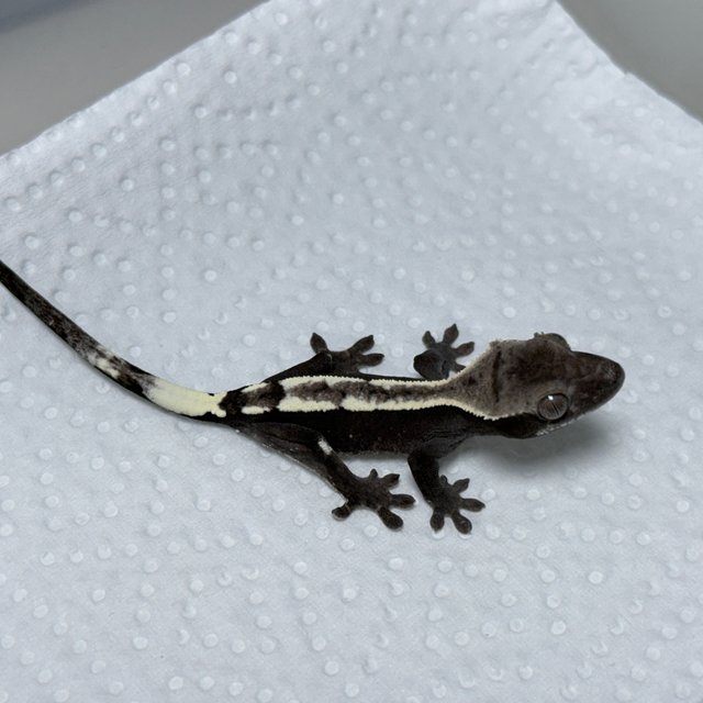 Sable Axanthic