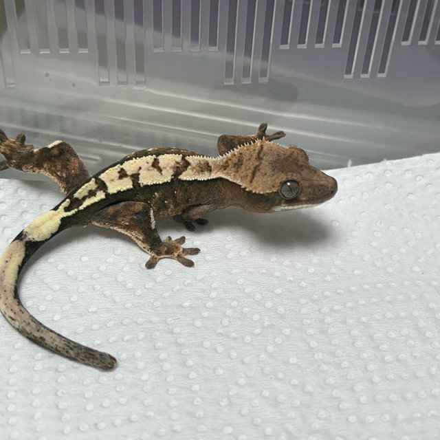 세이블 100%헷아잔틱