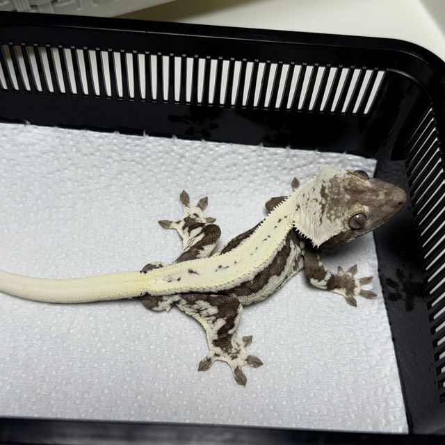 릴잔틱