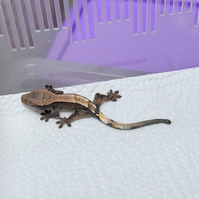 세이블 100%헷아잔틱