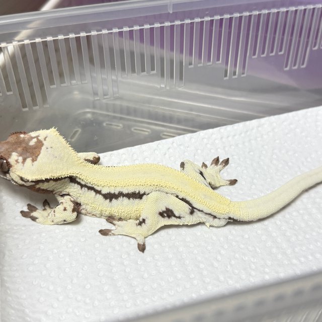 릴리 세이블 100%헷아잔틱 솔리드백