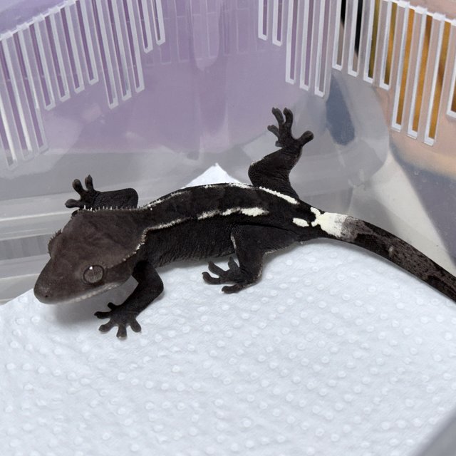 Axanthic Sable
