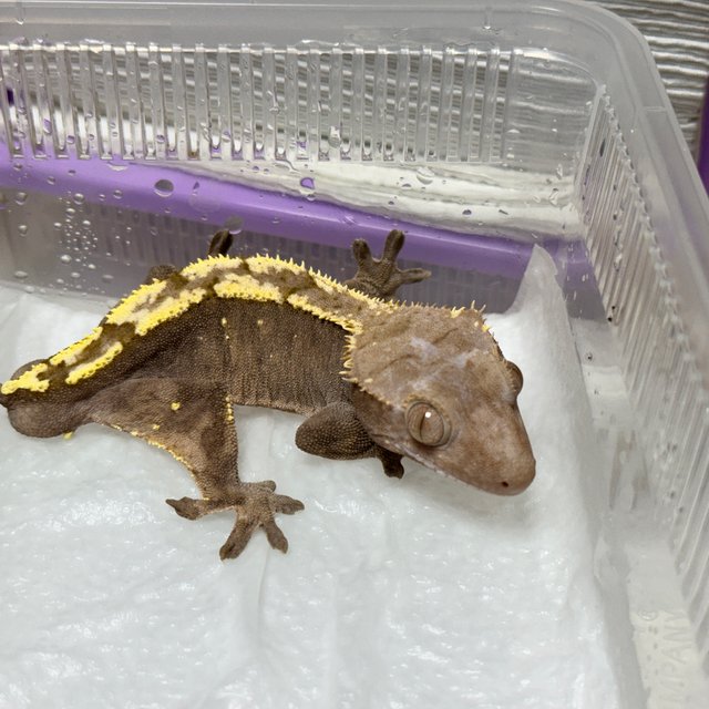100% Het Axanthic Sable