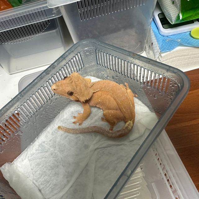 바이 레드