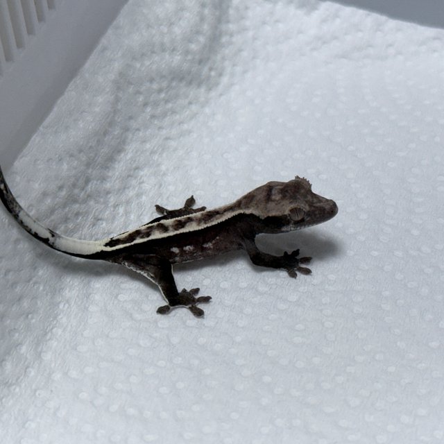 Axanthic