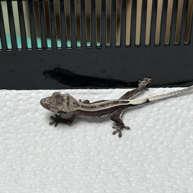 아잔틱 핀스트라이프