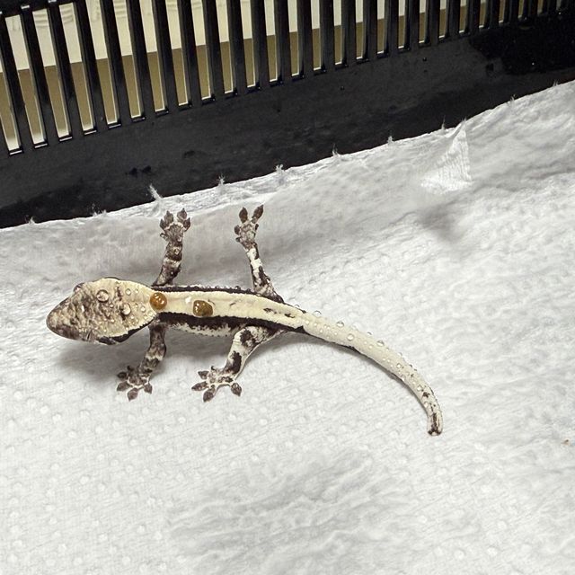 세이블 릴잔틱 릴리 세이블 아잔틱