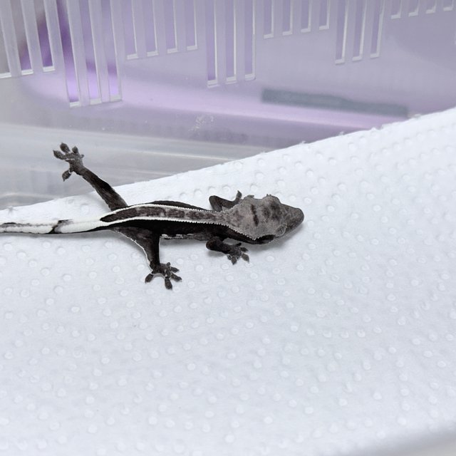 아잔틱 풀핀 화이트포트홀