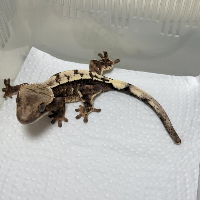 Sable 100% Het Axanthic