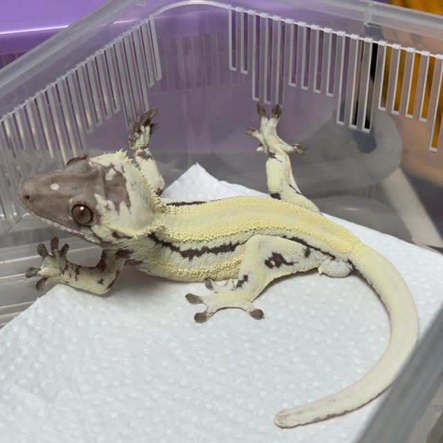 릴리 세이블 100%헷아잔틱 솔리드백