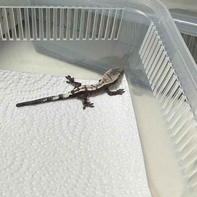 세이블 아잔틱