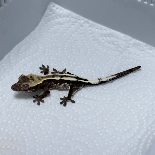 Axanthic Sable