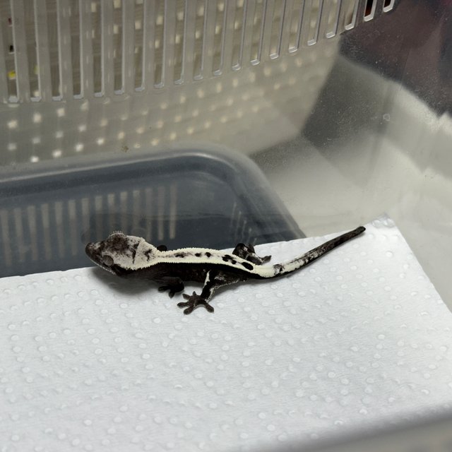 세이블 아잔틱
