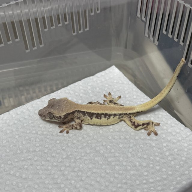 릴리 세이블 100%헷아잔틱