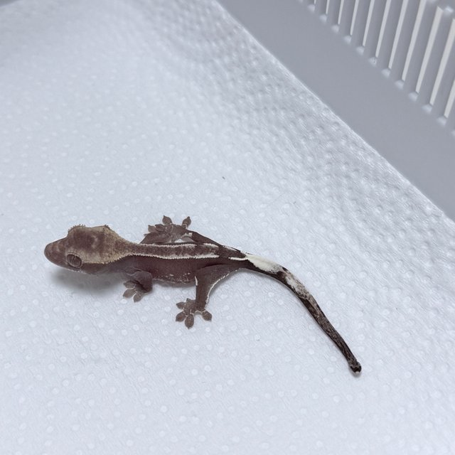 Axanthic