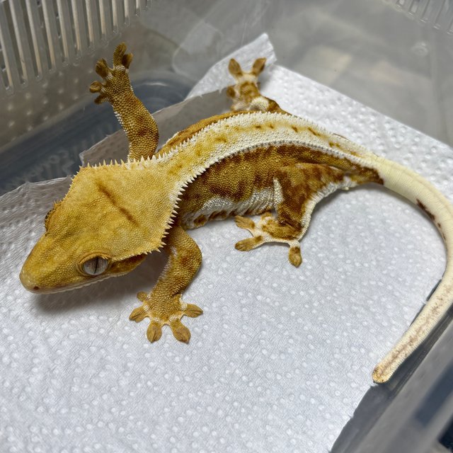 릴리100%헷아잔틱