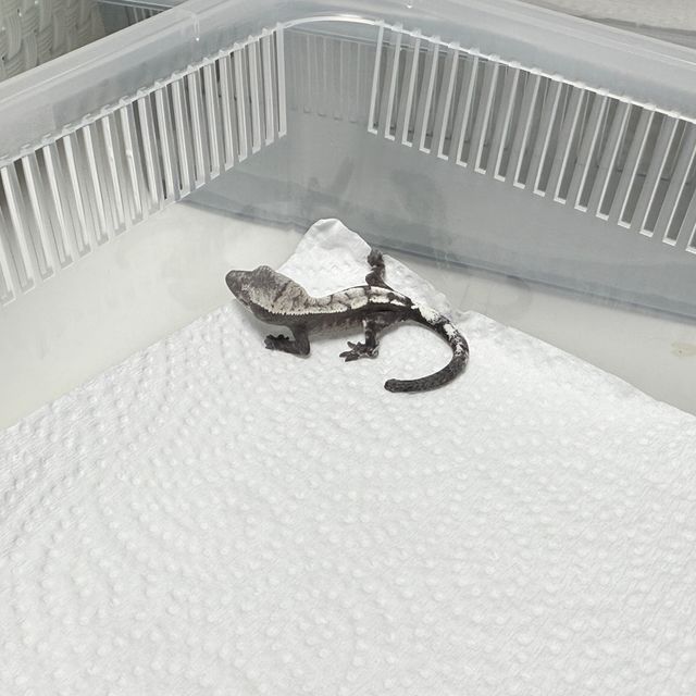 세이블 아잔틱