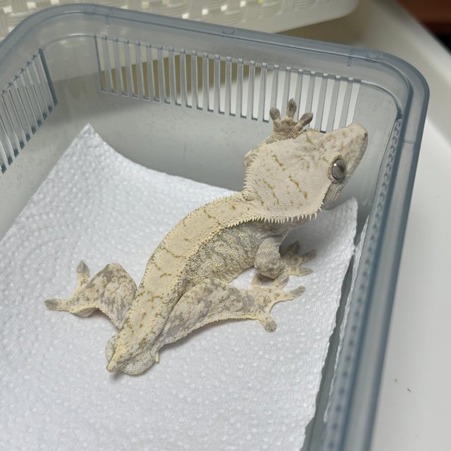 노멀 드리피 화이트스팟