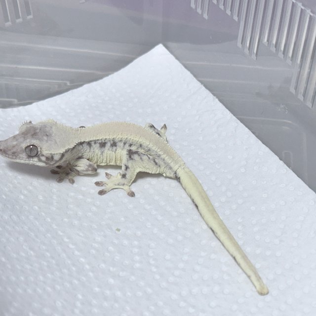 릴리 세이블 100%헷아잔틱 솔리드백