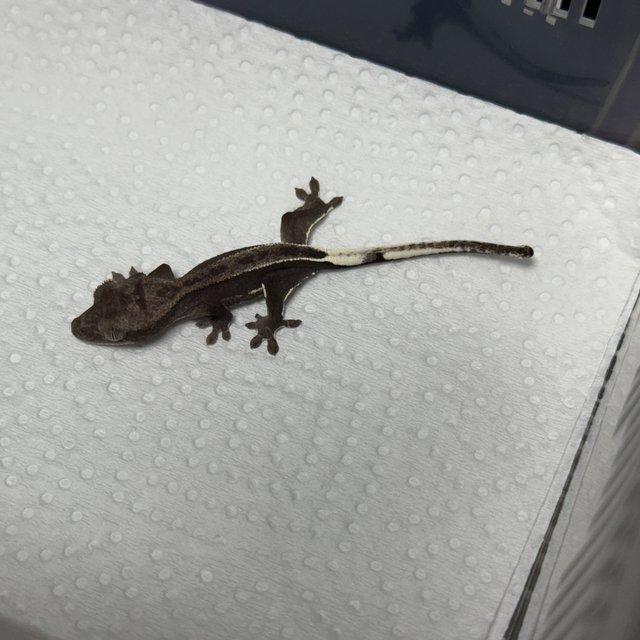 아잔틱 핀스트라이프