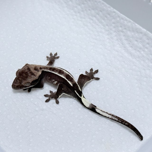 Axanthic