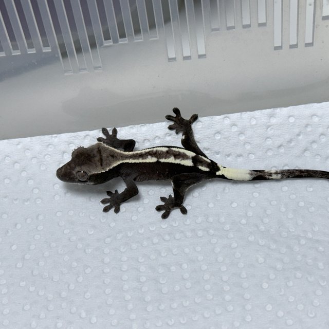Sable Axanthic
