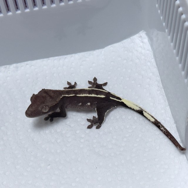 Axanthic