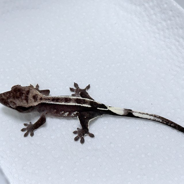 Axanthic