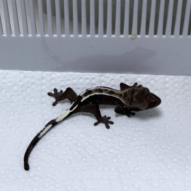 Axanthic