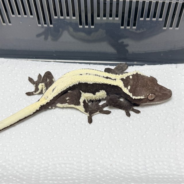 Lilly Axanthic Sable