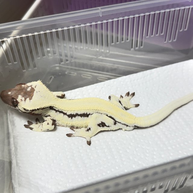 릴리 세이블 100%헷아잔틱 솔리드백