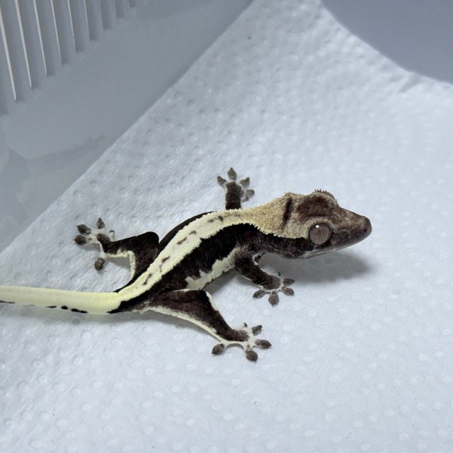 Lilly Axanthic
