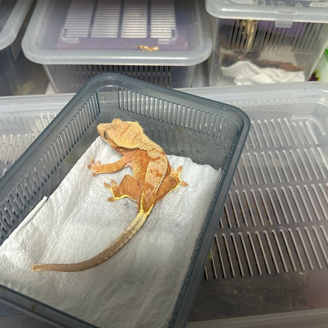 바이 레드