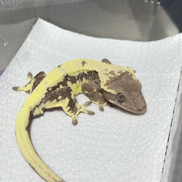 릴리 세이블 100%헷아잔틱