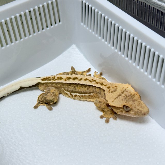 100% Het Axanthic Super Stripe Quad