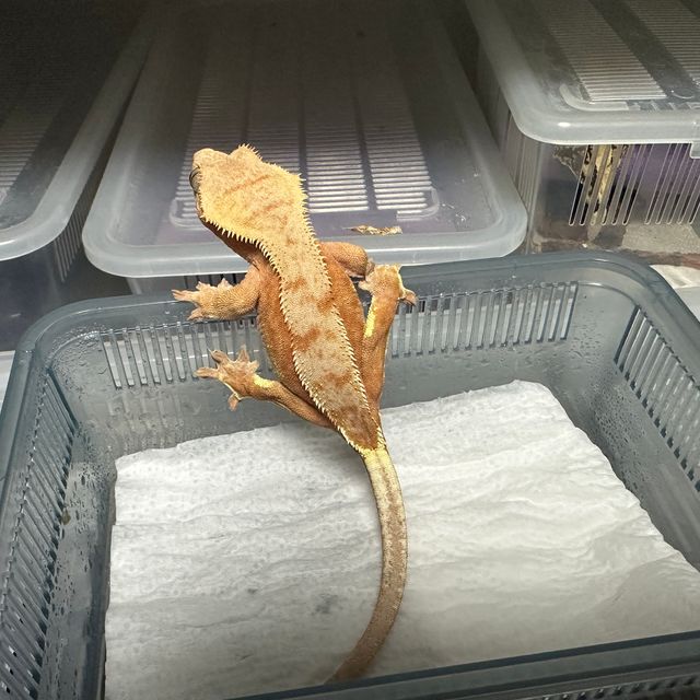 바이 레드