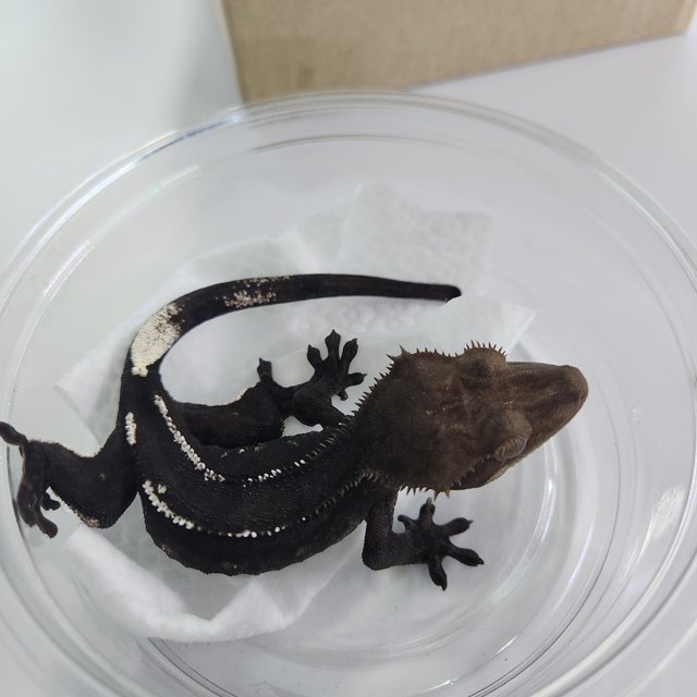 Axanthic