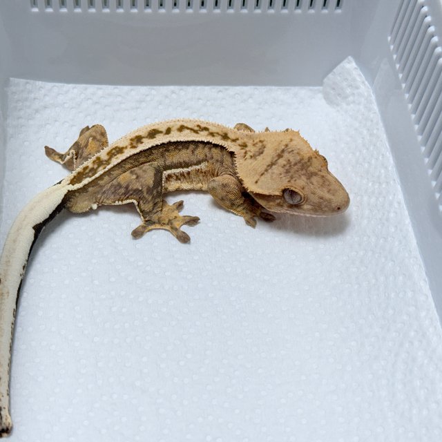100% Het Axanthic Super Stripe Quad