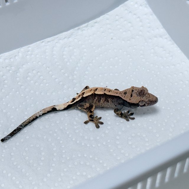 100% Het Axanthic Sable