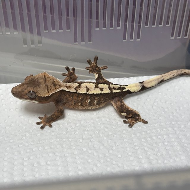 세이블 100%헷아잔틱