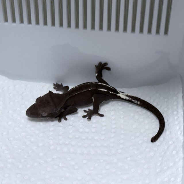 Axanthic