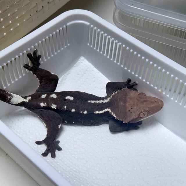 Axanthic