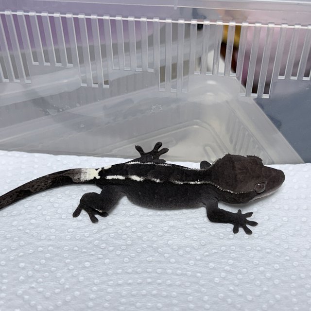 Axanthic Sable